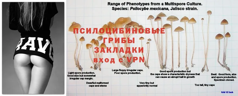 Галлюциногенные грибы Cubensis  Бузулук 